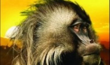 אפריקה עונה 1 תרגום מובנה לצפייה ישירה