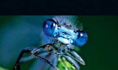 החיים בסבך BBC עונה 1 תרגום מובנה Life In The Undergrowth לצפייה ישירה