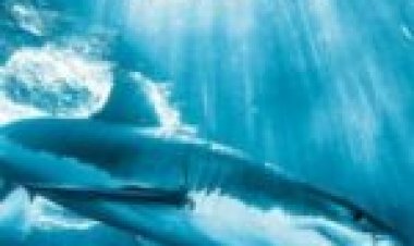 כריש עונה 1 תרגום מובנה / Shark לצפייה ישירה