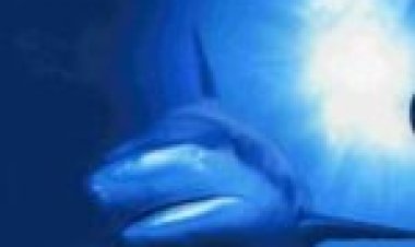 הכוכב הכחול תרגום מובנה / The Blue Planet לצפייה ישירה