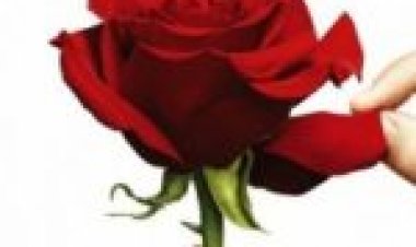 הרווק עונה 20 תרגום מובנה / The Bachelor לצפייה ישירה