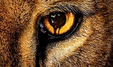 גן חיות עונה 2 תרגום מובנה לצפייה ישירה | ZOO