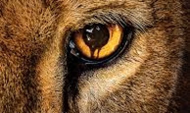 גן חיות עונה 2 תרגום מובנה לצפייה ישירה – ZOO