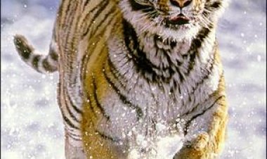 חיי היונקים עונה 1 תרגום מובנה לצפייה ישירה