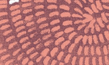 עמיר בניון – סופה – האלבום המלא -2015