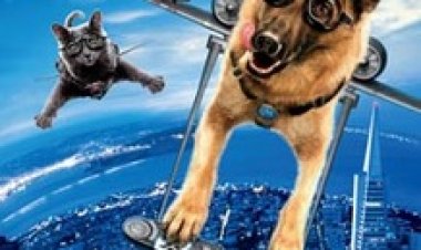 צפייה ישירה כלבים נגד חתולים | Cats Dogs