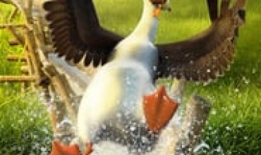 אבא אווזה לצפייה ישירה עם תרגום מובנה | Duck Duck Goose