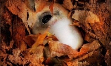 רוצח האלף בית תרגום מובנה לצפייה ישירה | The Alphabet Killer