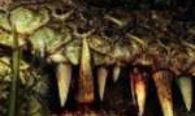 המחסל תרגום מובנה לצפייה ישירה