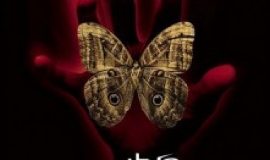 אפקט הרעם תרגום מובנה לצפייה ישירה