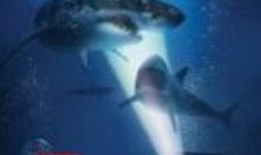 47 מטר מתחת לצפייה ישירה מתורגם / 47 Meters Down לצפייה ישירה