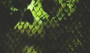 אנקונדה 2 המצוד אחר סחלב הדמים תרגום מובנה לצפייה ישירה | Anacondas: The Hunt for the Blood Orchid לצפייה ישירה