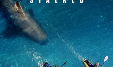 השונית נעקבות לצפייה ישירה עם תרגום מובנה | The Reef Stalked