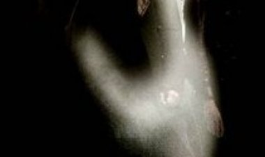 פרנקלין תרגום מובנה לצפייה ישירה