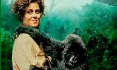 גורילות בערפל תרגום מובנה לצפייה ישירה | Gorillas In The Mist