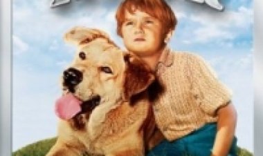 סאם הפראי תרגום מובנה לצפייה ישירה