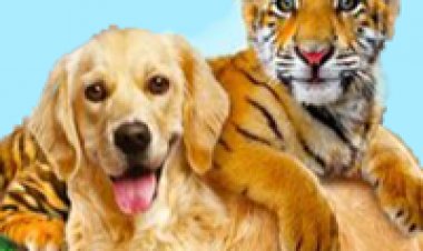 טיגריס משפחתי *תרגום מובנה* להורדה ולצפייה ישירה / A Tiger's Tail 2014 – HDRip