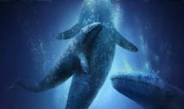 כולם אוהבים לוויתנים תרגום מובנה לצפייה ישירה