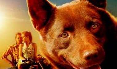 כלב ג'ינג'י תרגום מובנה לצפייה ישירה