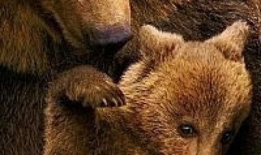 דובים תרגום מובנה לצפייה ישירה