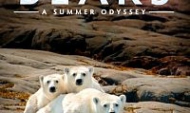דובי קוטב: אודיסיאה בקיץ תרגום מובנה – Polar Bears: A Summer Odyssey
