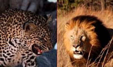 שבעת הגדולים של אפריקה תרגום מובנה – Africa's Super Seven