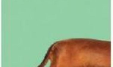 כלבת וויינר לצפייה ישירה מתורגם / Wiener-Dog לצפייה ישירה