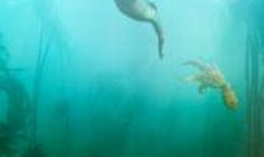 מורתי התמנונית לצפייה ישירה עם תרגום מובנה | My Octopus Teacher