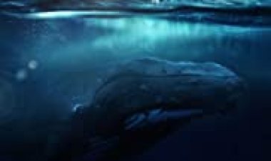 להבין לצפייה ישירה עם תרגום מובנה | Fathom