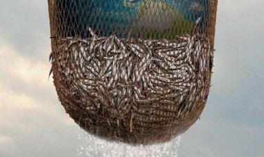 שוד ימי לצפייה ישירה עם תרגום מובנה | Seaspiracy