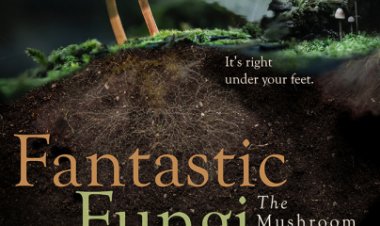 פטריה פנטסטית לצפייה ישירה עם תרגום מובנה | Fantastic Fungi