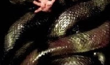 אנקונדה תרגום מובנה לצפייה ישירה | Anaconda