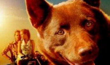 כלב ג'ינג'י תרגום מובנה לצפייה ישירה | Red Dog