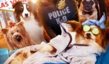 מילה של כלב לצפייה ישירה עם תרגום מובנה | Show Dogs