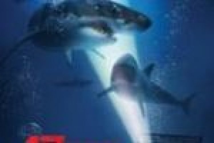 47 מטר מתחת לצפייה ישירה מתורגם / 47 Meters Down לצפייה ישירה