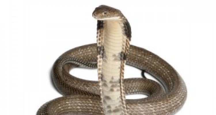 התפתחות – ארס תרגום מובנה