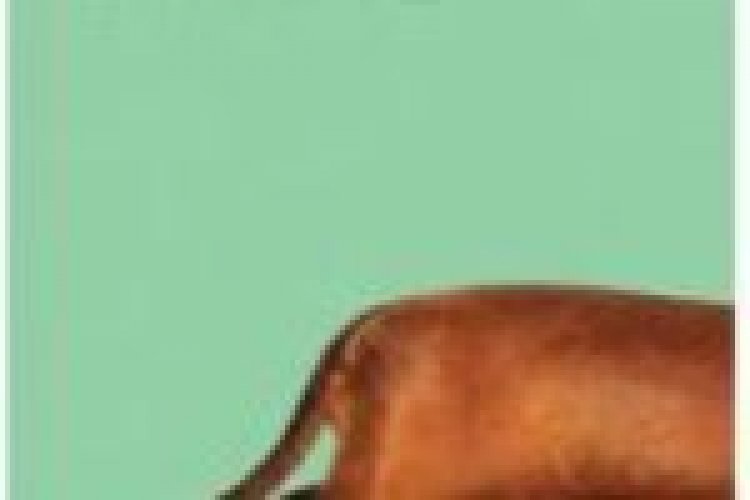 כלבת וויינר לצפייה ישירה מתורגם / Wiener-Dog לצפייה ישירה