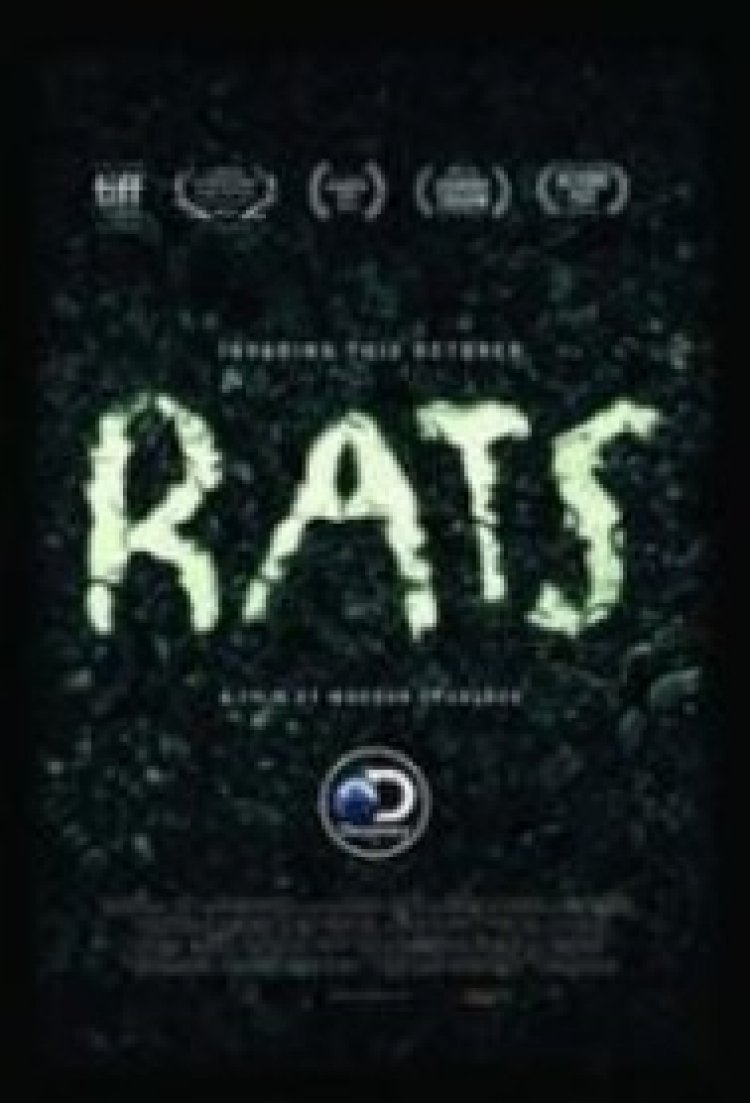 חולדות לצפייה ישירה עם תרגום מובנה | Rats