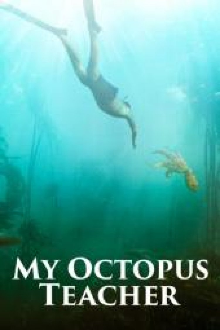 מורתי התמנונית לצפייה ישירה עם תרגום מובנה | My Octopus Teacher