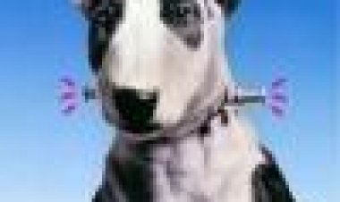 הכלב של פרנקנשטיין | Frankenweenie