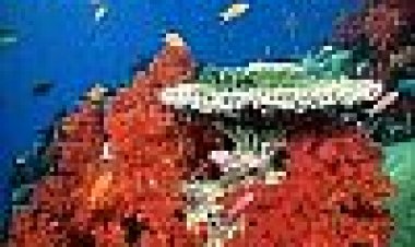 ניצחון וטרגדיה בריף הגדול מכולם | Triumph And Tragedy On The Greatest Reef