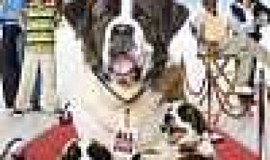 בטהובן 6: הפריצה הגדולה כתובית | Beethoven's Big Break Subtitle