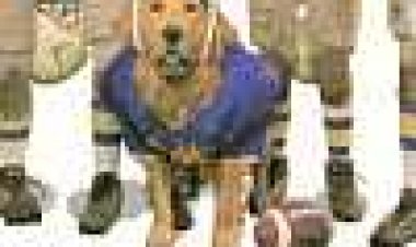 שחקן על ארבע 2 כתובית | Air Bud Golden Receiver Subtitle