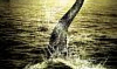 המארח כתובית | The Host Subtitle