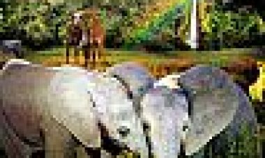 סיפורי פילים כתובית | Elephant Tales Subtitle