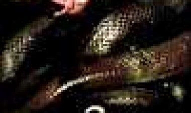 אנקונדה 2: המצוד אחר סחלב הדמים כתובית | Anacondas: The Hunt For The Blood Orchid Subtitle