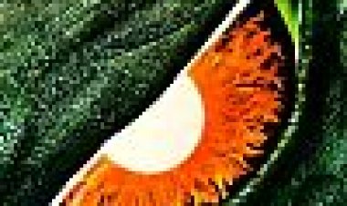 גודזילה כתובית | Godzilla Subtitle