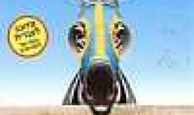 לרדת מהפסים כתובית | Racing Stripes Subtitle