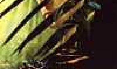 יער האזמרגד כתובית | The Emerald Forest Subtitle