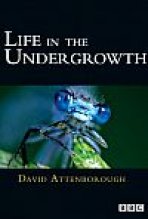 החיים בסבך כתובית | Life In The Undergrowth Subtitle